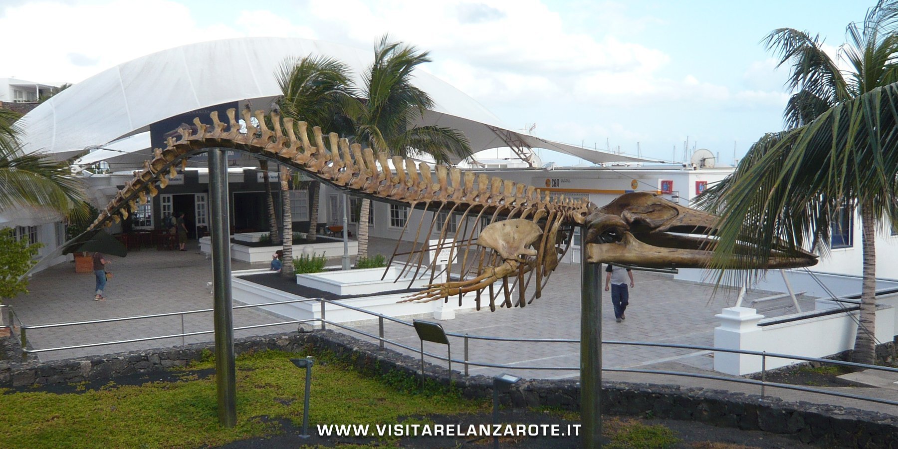 Museo dei Cetacei [CHIUSO]