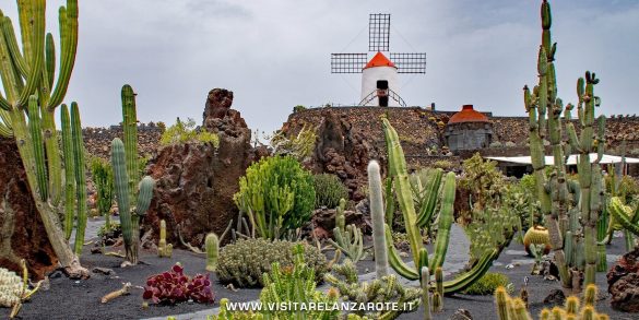 Jardín de Cactus