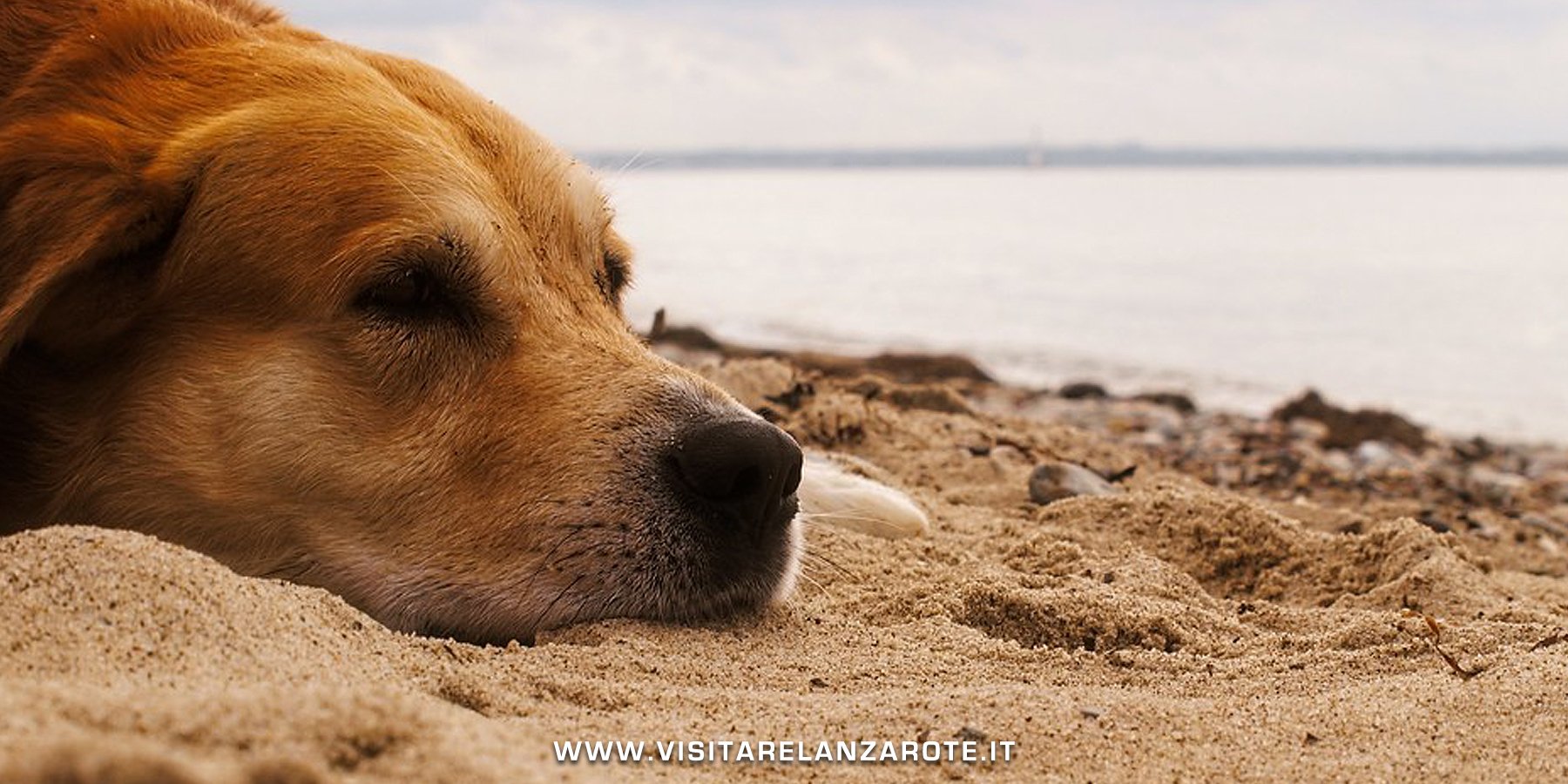 Spiagge Cani Lanzarote