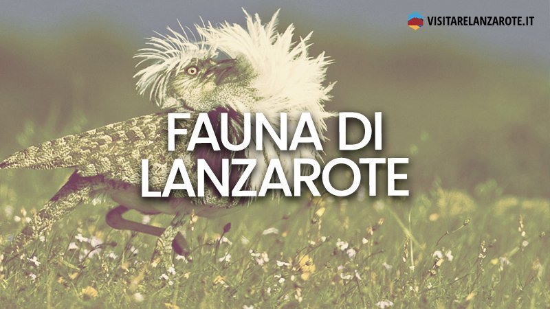 Fauna: gli animali dell'isola di Lanzarote | Visitare Lanzarote