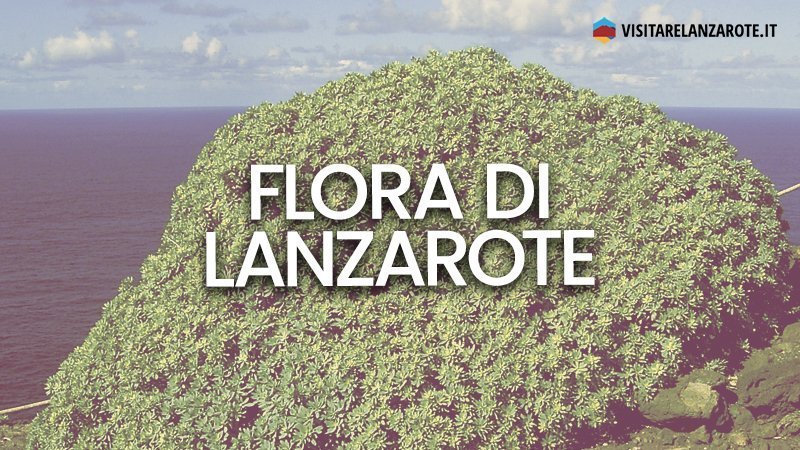 Flora: la vegetazione dell'isola di Lanzarote | Visitare Lanzarote