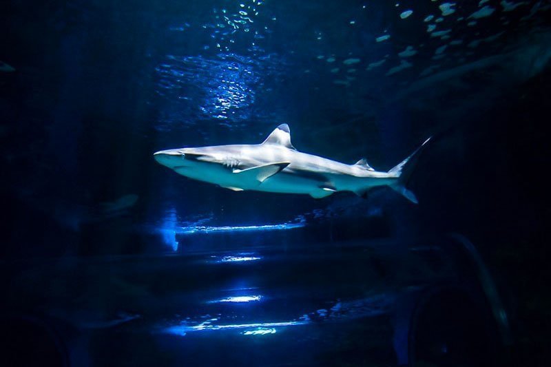 Lanzarote Aquarium
