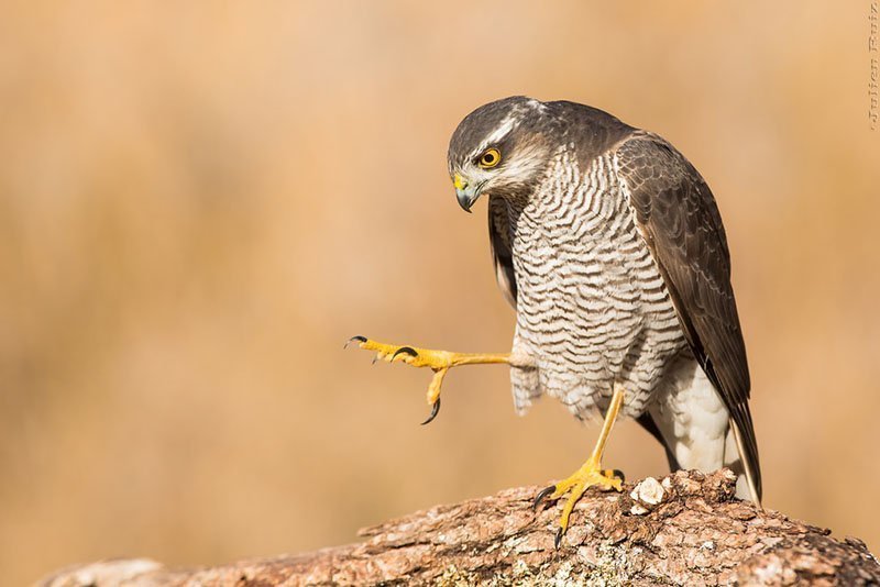 Accipiter nisus
