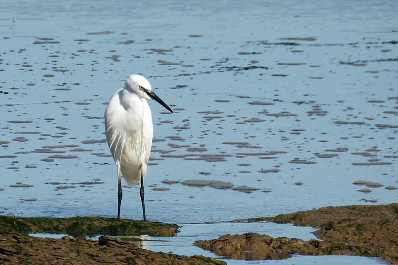 egretta garzetta