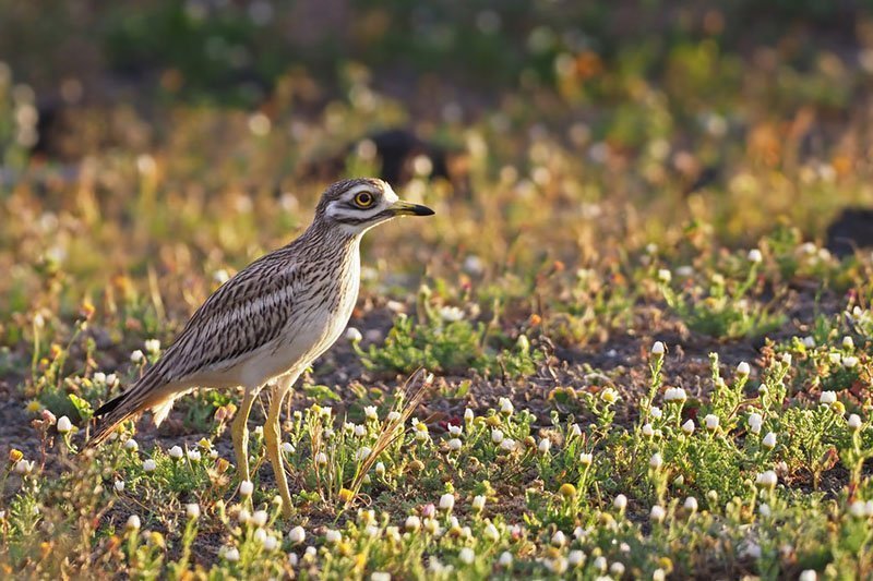 Burhinus oedicnemus