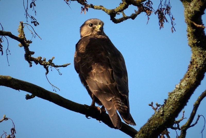 Buteo buteo