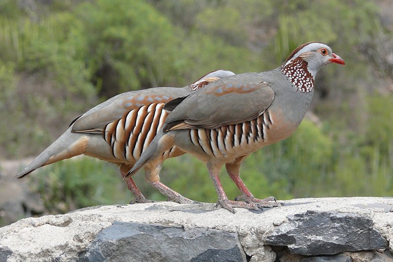 Alectoris barbara