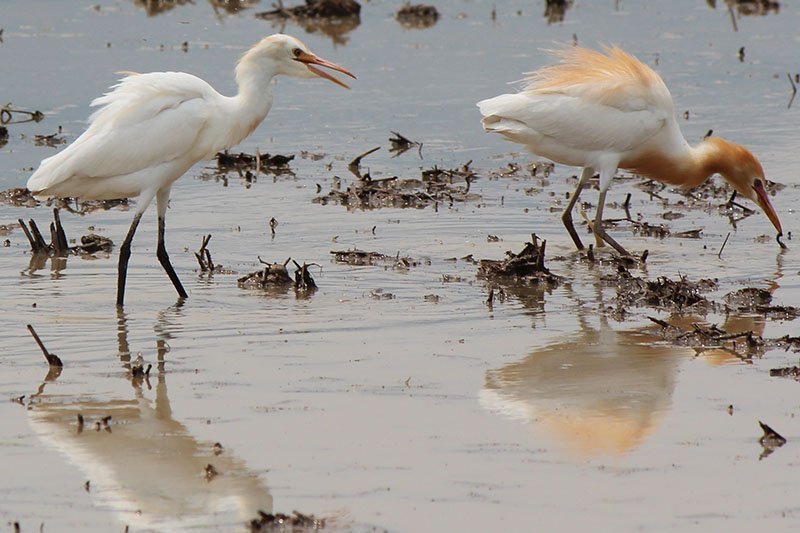 Bubulcus ibis
