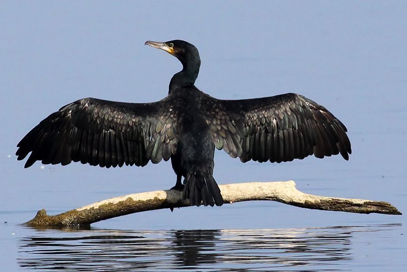 Phalacrocorax carbo