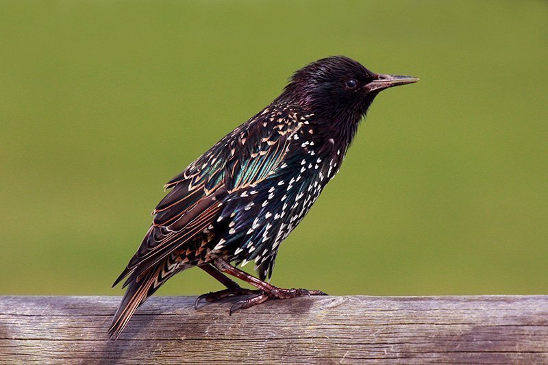 Sturnus vulgaris