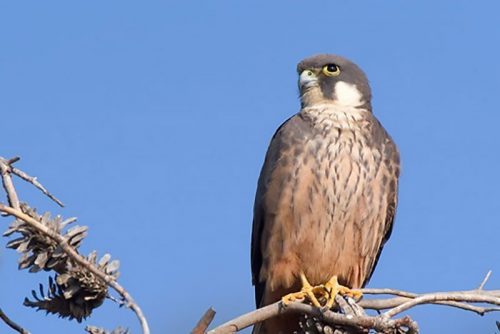 Falco eleonorae