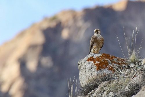 Falco pelegrinoides