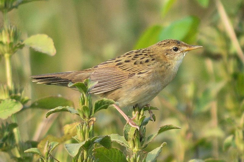 Locustella naevia