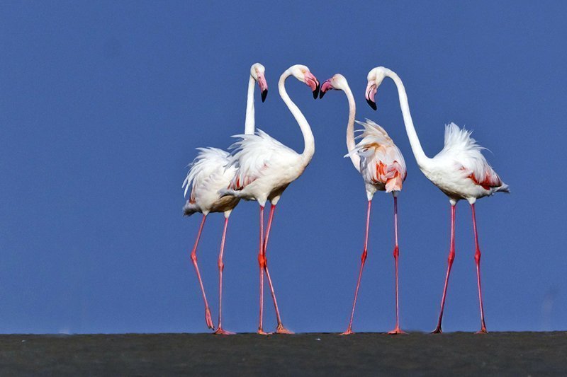 Phoenicopterus roseus