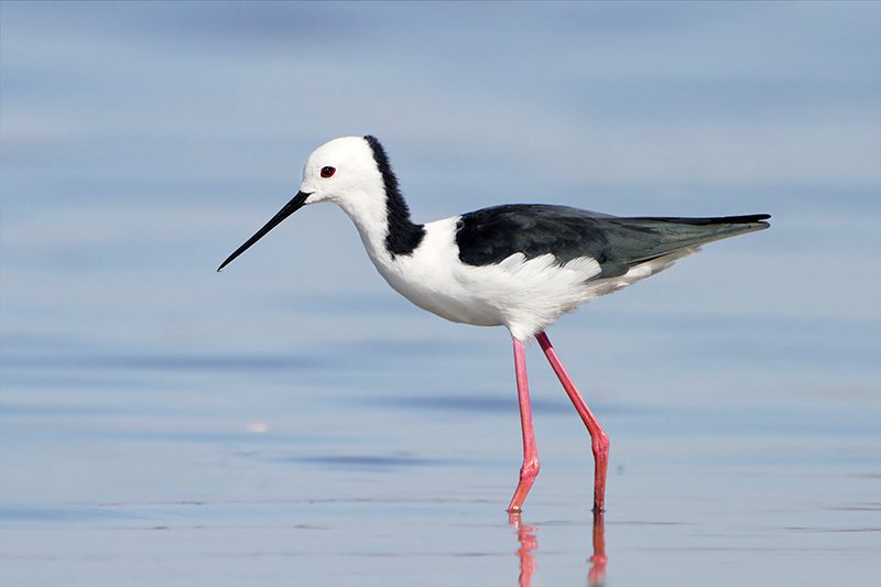 Himantopus himantopus