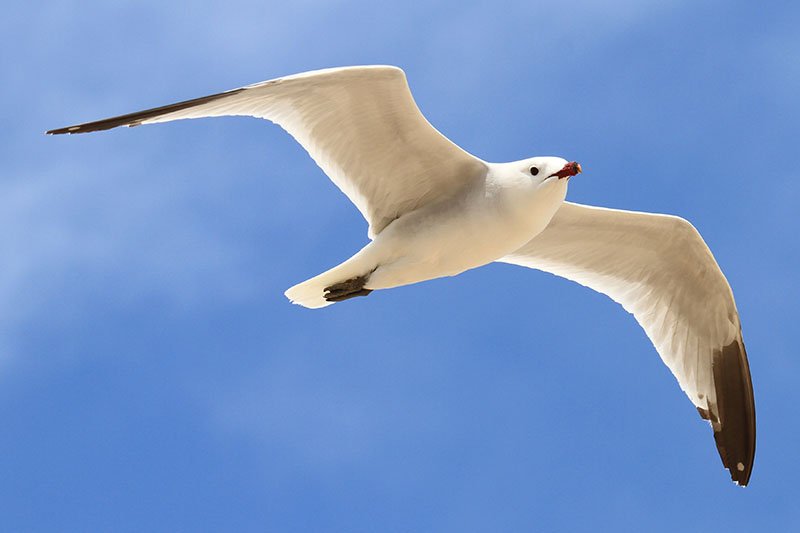 Ichthyaetus audouinii