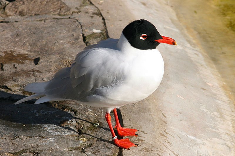 Ichthyaetus melanocephalus