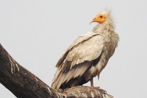Neophron percnopterus