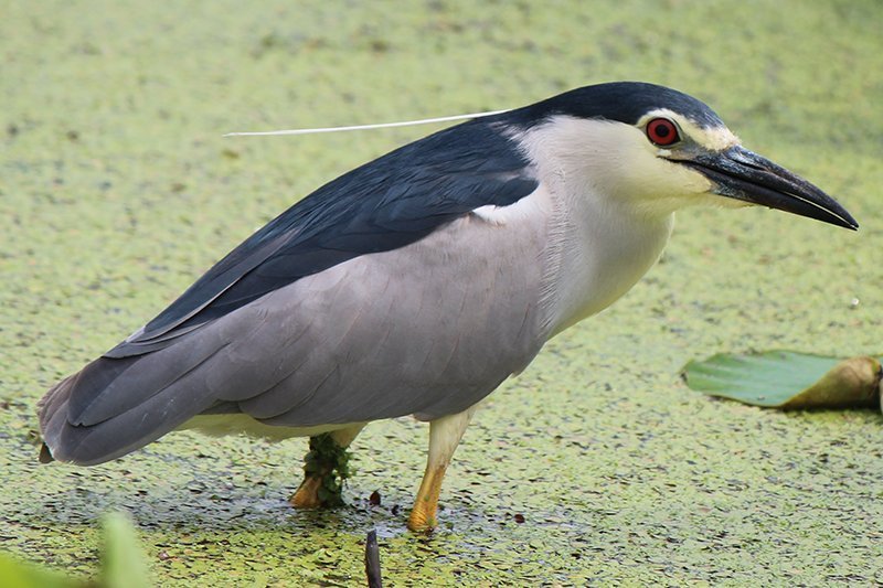 Nycticorax nycticorax