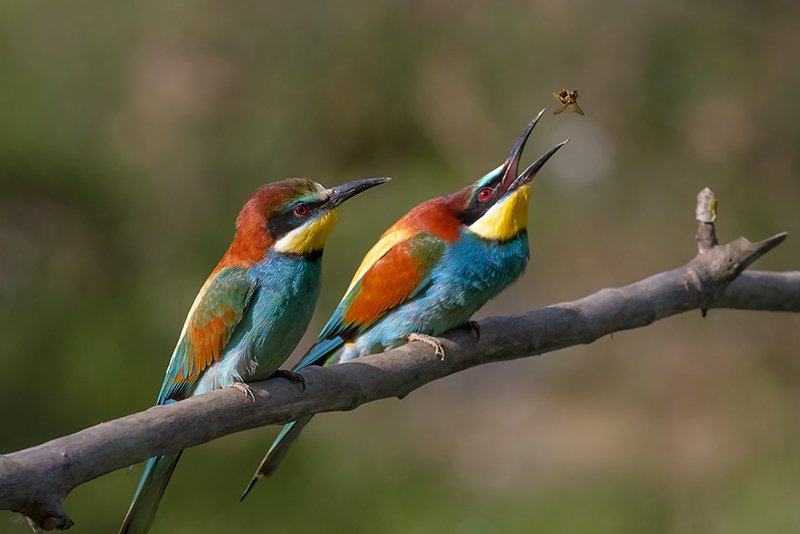 Merops Apiaster