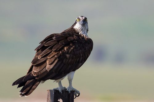 Pandion haliaetus