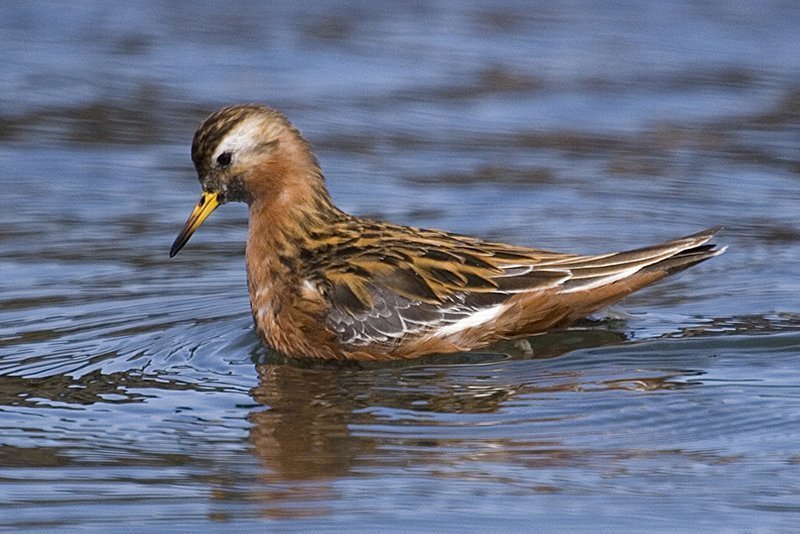 Phalaropus fulicarius