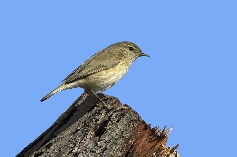 Phylloscopus trochilus