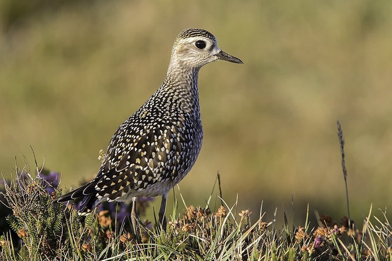 Pluvialis dominica