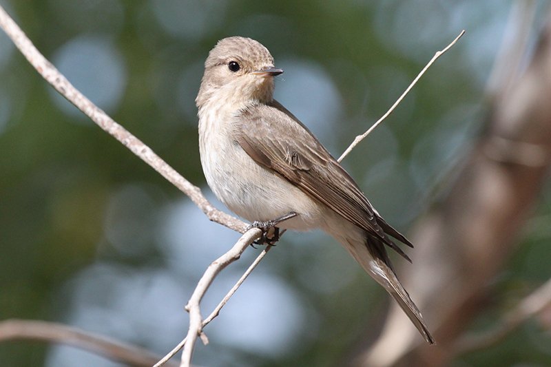 Muscicapa striata