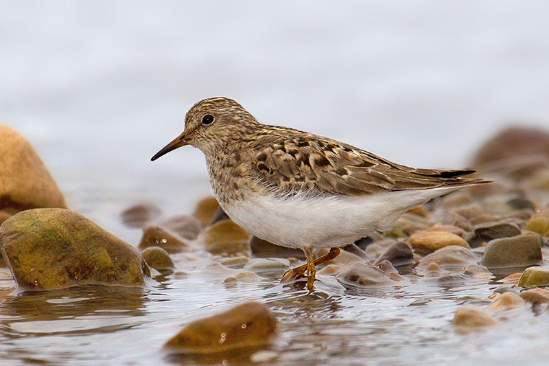 Calidris temminckii