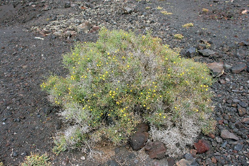Launaea Arborescens