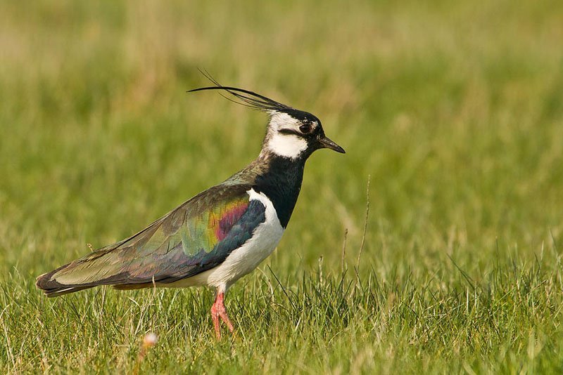 Vanellus vanellus