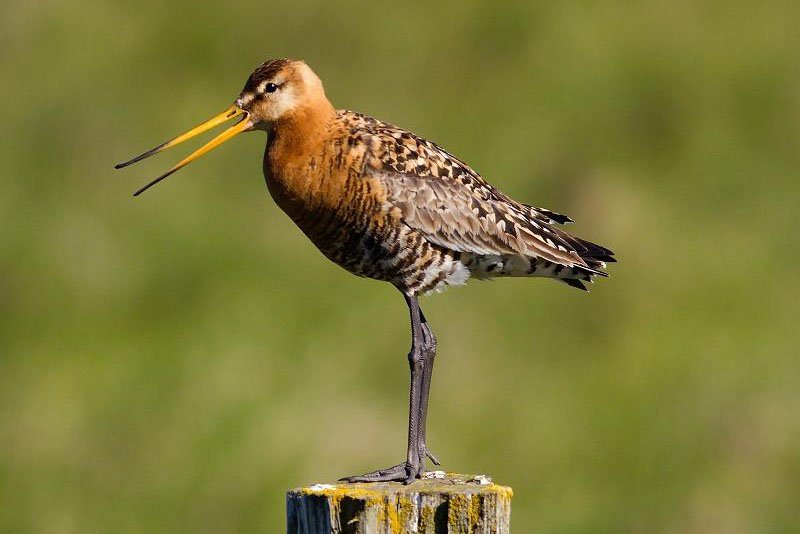 Limosa limosa