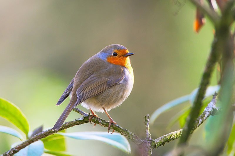 Erithacus rubecula