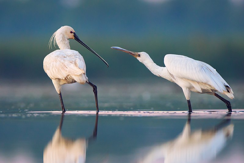 Platalea leucorodia